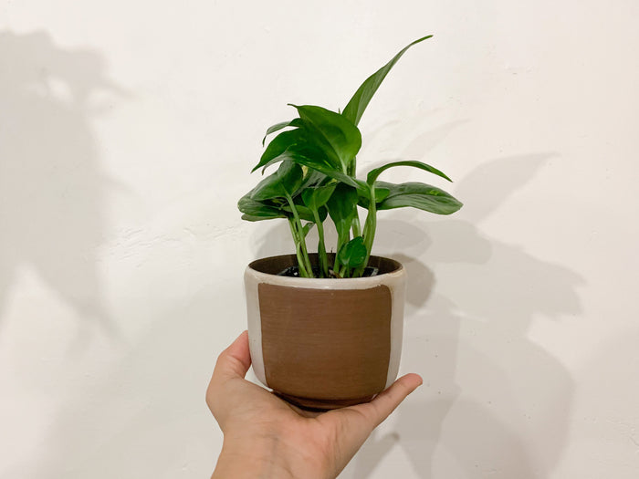 Sonora Pot