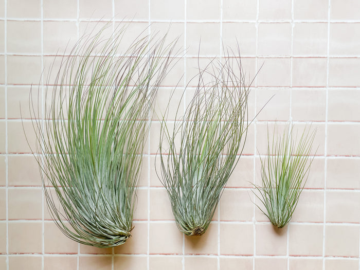 T. Juncea