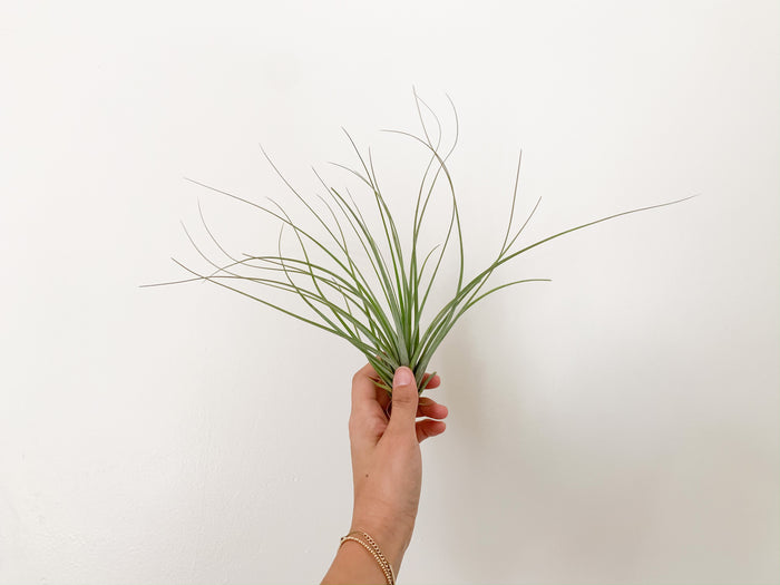 T. Secunda