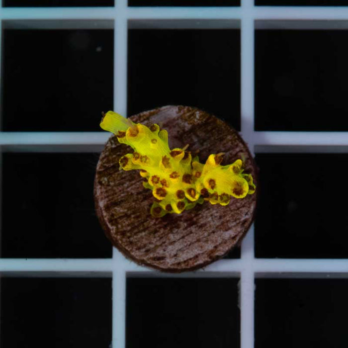 TCK Pikachu