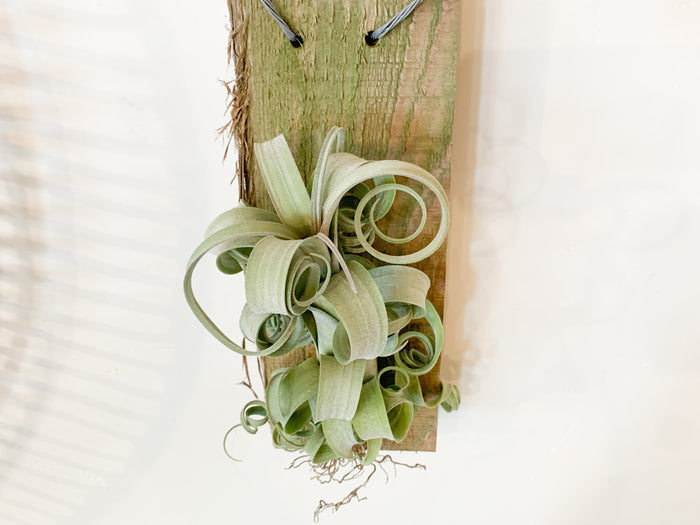 Tillandsia Curly Slim Plaque