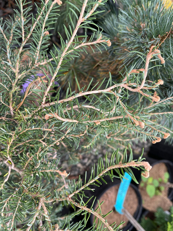 Tsuga canadensis 'Horsford Contorted' Dwarf Twisted Hemlock - Mr Maple │ Buy Japanese Maple Trees