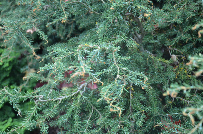 Tsuga canadensis 'Horsford Contorted' Dwarf Twisted Hemlock - Mr Maple │ Buy Japanese Maple Trees