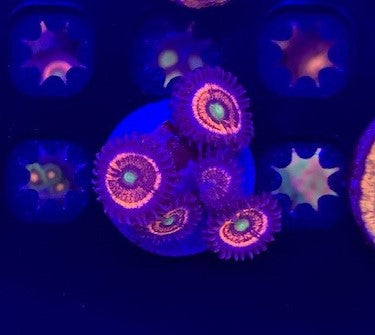 Zoanthid Frag 3